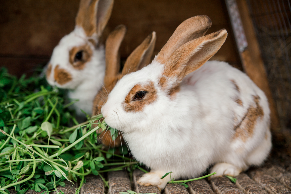 La Coccidiose chez le lapin