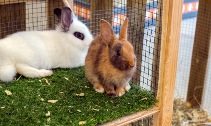 diarrhée chez le lapin