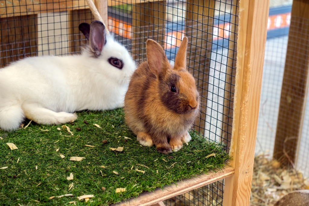 diarrhée chez le lapin