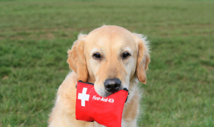 Trousse de secours chien