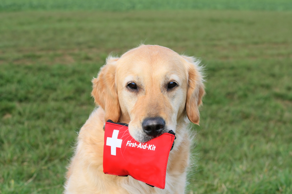 Trousse de secours chien